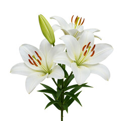 Elegant white lilies bouquet isolated on transparent background © Creative Design
