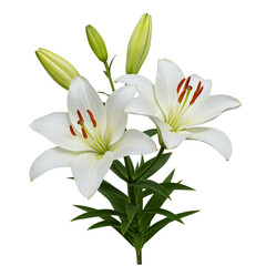 Obraz premium Two white lilies with buds isolated on transparent background