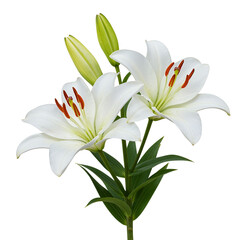 Obraz premium Two white lilies with buds isolated on transparent background