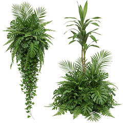Fototapeta premium Tropical plants arrangement isolated on transparent background