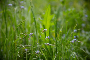 Forget-me-nots, Myosotis sylvatica, Myosotis scorpioides.