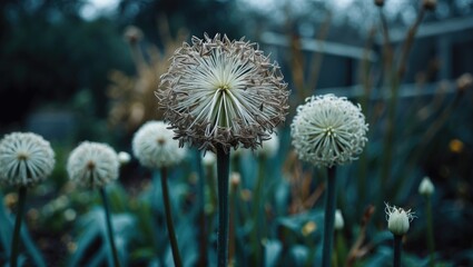 Allium seed head in the garden