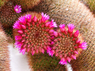 Kakteenblüte