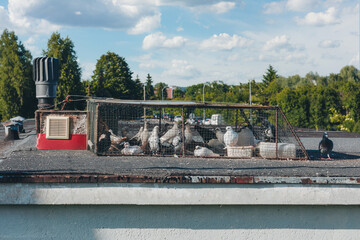 Pigeons in Wire Cage on Urban Rooftop – City Bird Coop Scene