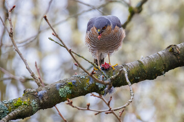 Sparrowhawk with prey feeding on a branch