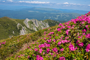 Vibrant pink rhododendron flowers blooming on the slopes of the Ciucas Mountains. Scenic summer landscape in the Carpathian Mountains, Romania.