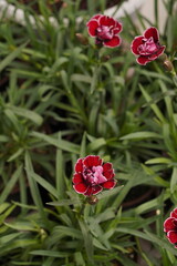 red small flowers in a pot close up in the garden
