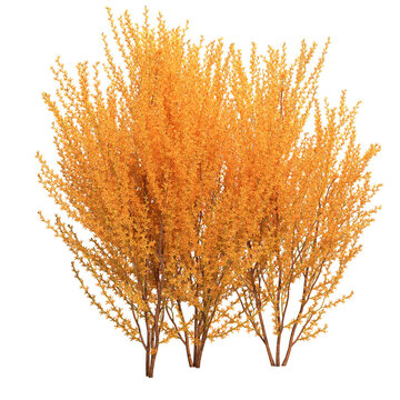 forsythia shrub isolated on white background - 3D Illustration
