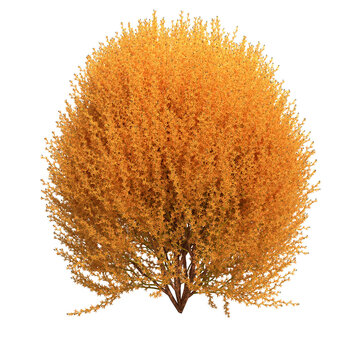 forsythia shrub isolated on white background - 3D Illustration