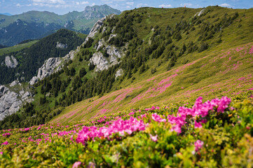 Fototapeta premium Vibrant pink rhododendron flowers blooming on the slopes of the Ciucas Mountains. Scenic summer landscape in the Carpathian Mountains, Romania.
