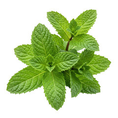 mint isolated on white background