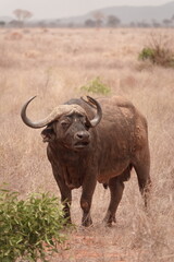 Obraz premium African buffalo