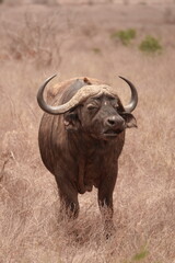 African buffalo