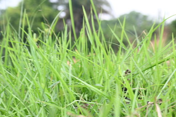 Desmostachya bipinnata grass. Its common names  halfa grass, big cordgrass, salt reed grass, Kusha grass and Darbha grass. This  is an Old World perennial grass, long known and used in human history. 