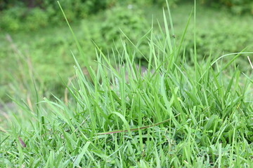 Desmostachya bipinnata grass. Its common names  halfa grass, big cordgrass, salt reed grass, Kusha grass and Darbha grass. This  is an Old World perennial grass, long known and used in human history. 