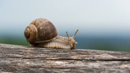 Nahaufnahme einer Weinbergschnecke