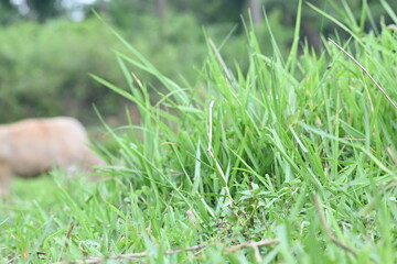 Desmostachya bipinnata grass. Its common names  halfa grass, big cordgrass, salt reed grass,...