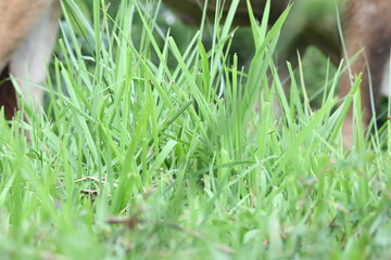 Desmostachya bipinnata grass. Its common names  halfa grass, big cordgrass, salt reed grass, Kusha grass and Darbha grass. This  is an Old World perennial grass, long known and used in human history. 