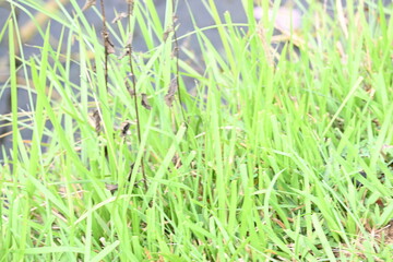 Desmostachya bipinnata grass. Its common names  halfa grass, big cordgrass, salt reed grass, Kusha grass and Darbha grass. This  is an Old World perennial grass, long known and used in human history. 
