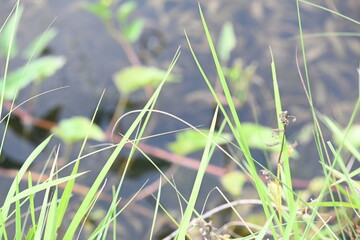 Desmostachya bipinnata grass. Its common names  halfa grass, big cordgrass, salt reed grass, Kusha grass and Darbha grass. This  is an Old World perennial grass, long known and used in human history. 