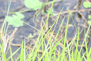 Desmostachya bipinnata grass. Its common names  halfa grass, big cordgrass, salt reed grass, Kusha grass and Darbha grass. This  is an Old World perennial grass, long known and used in human history. 