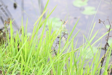 Desmostachya bipinnata grass. Its common names  halfa grass, big cordgrass, salt reed grass,...