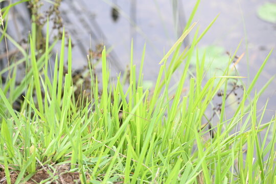Desmostachya bipinnata grass. Its common names &nbsp;halfa grass,&nbsp;big cordgrass,&nbsp;salt reed grass, Kusha grass and Darbha grass. This  is an&nbsp;Old World&nbsp;perennial grass, long known and used in human history. 