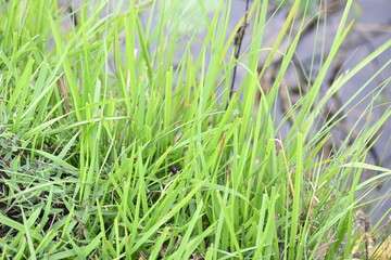 Desmostachya bipinnata grass. Its common names  halfa grass, big cordgrass, salt reed grass, Kusha grass and Darbha grass. This  is an Old World perennial grass, long known and used in human history. 