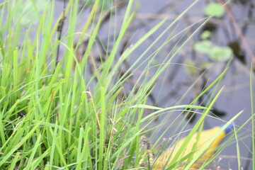 Desmostachya bipinnata grass. Its common names  halfa grass, big cordgrass, salt reed grass, Kusha grass and Darbha grass. This  is an Old World perennial grass, long known and used in human history. 