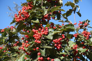 Mature red fruits on branches of Sorbus aria against blue sky in October