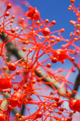 Brachychiton Acerifolius has bright red flowers all over the plant. The bright red bell-shaped flowers are native to Australia.
