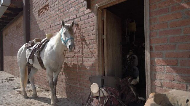CABALLO BLANCO