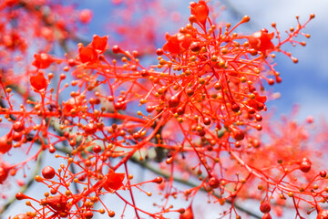 Brachychiton Acerifolius has bright red flowers all over the plant. The bright red bell-shaped flowers are native to Australia.