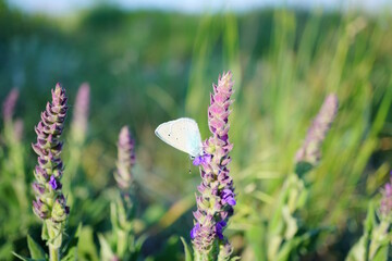 A small butterfly on a blooming sage.