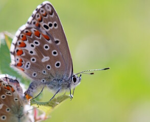 A small butterfly on a green plant.