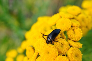 A small black beetle is sitting on a tansy tree.