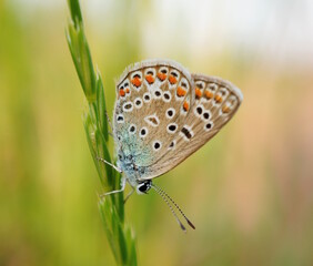 A beautiful little butterfly sits on a wildflower.
