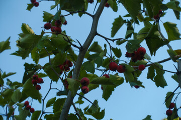 Blue sky and branch of hawthorn with red berries in mid September