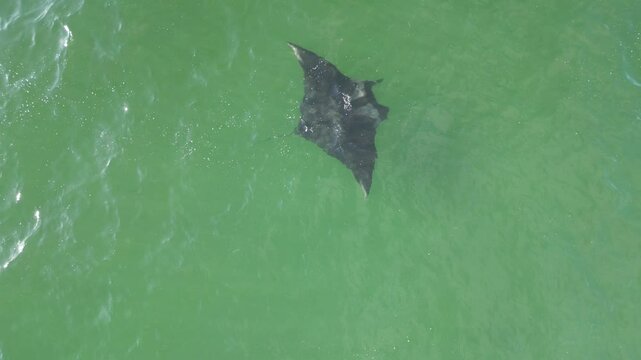 MANTARRAYA GIGANTE FLOTANDO EN LA ORILLA DEL MAR 4K