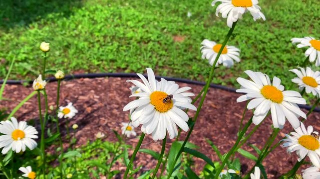 Bees pollinating flowering plants by collecting pollen and nectar in symbiotic relationship