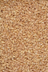 A close-up shot shows a dense pile of light brown pearl barley grains filling the frame