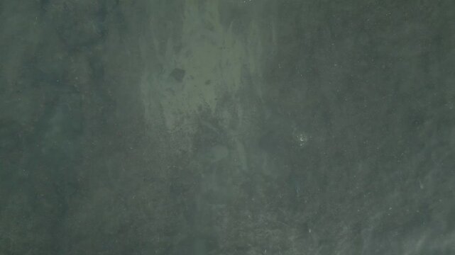 MANTARRAYAS EN ARRESIFE