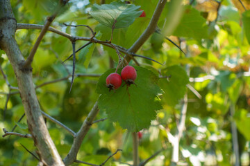 Two ripe red berries of hawthorn in mid September