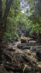 A Tranquil Stream Through the Forest