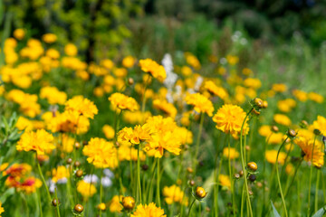 yellow flowers on the flowerbed, Heliopsis helianthoides