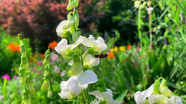 Bee pollination of flowering plants as flying insects collect pollen and nectar in household garden