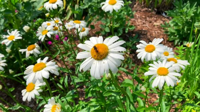 Bees collecting pollen and nectar in natural wildflower garden of plants