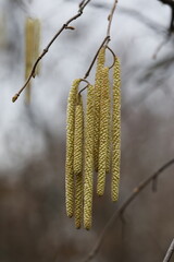Close-up of yellow flowering hazelnut earrings on blurred background. Corylus avellana. Selective focus