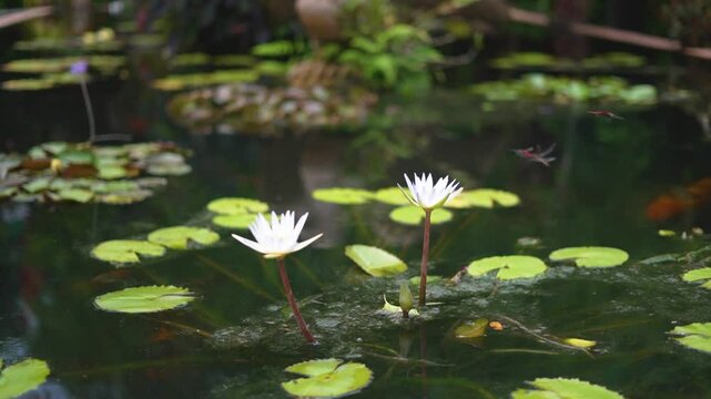 PLANTAS DE AGUA Y LIBELULAS