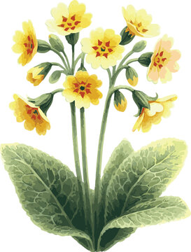 Watercolor vector botanical illustration of a cowslip